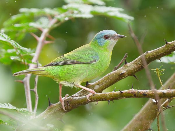 Blauwe pitpit (Dacnis cayana)